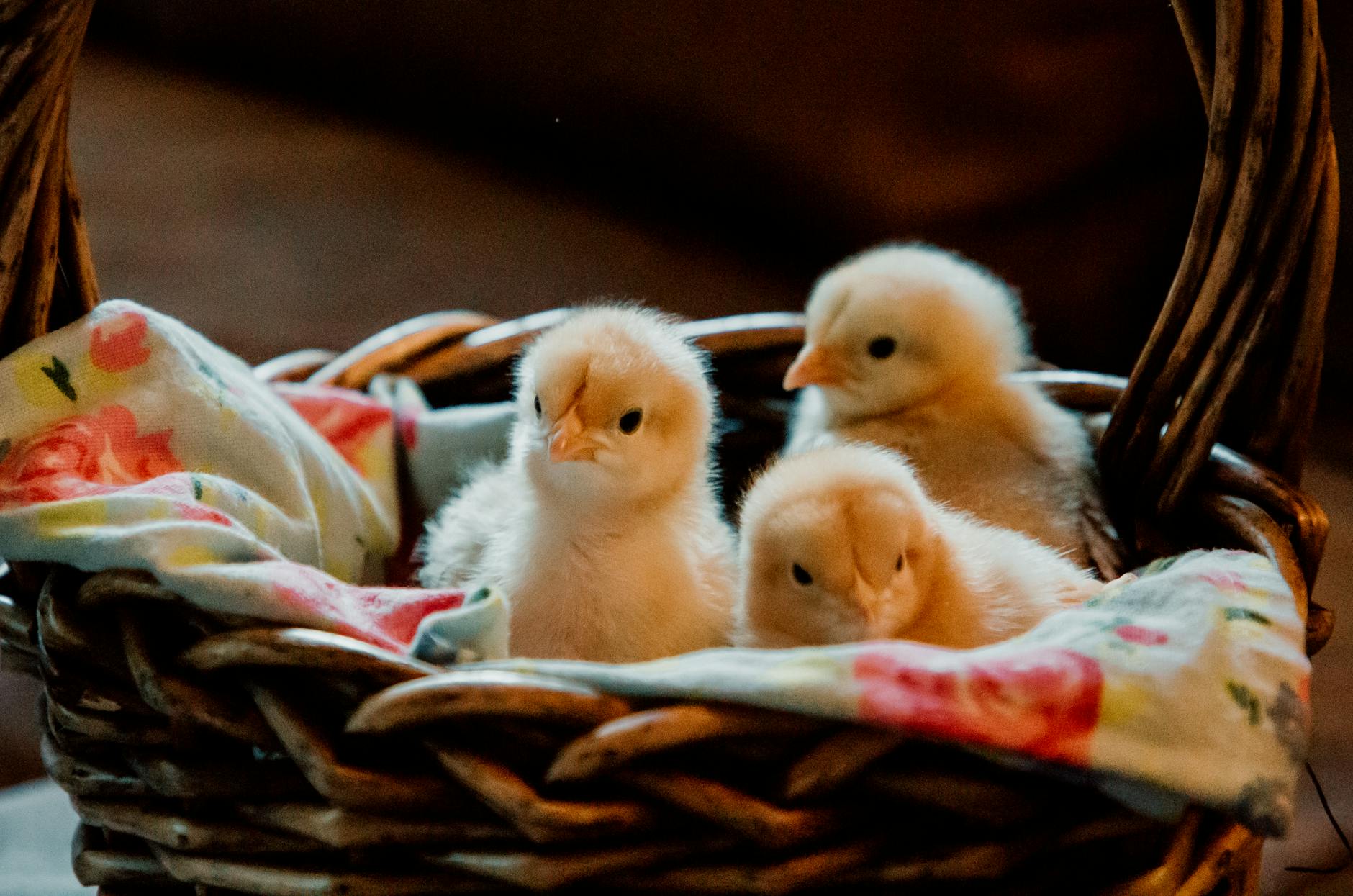 Fluffy Beginnings: Raising Happy Baby Chicks at Home